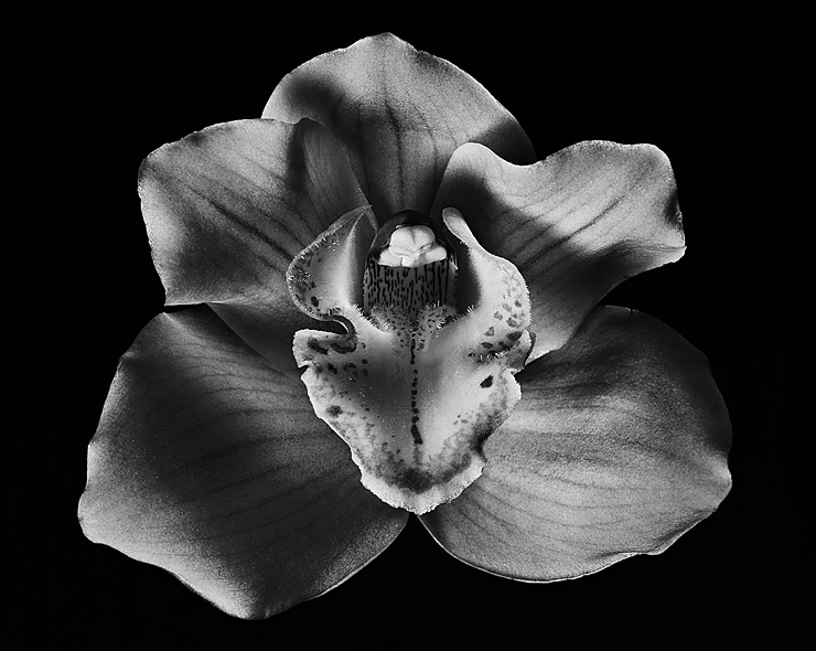 Orchid